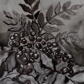 Oregon Grape